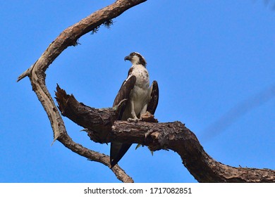 Osprey Near The West Coast Of Florida