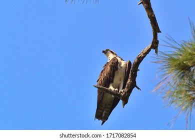 Osprey Near The West Coast Of Florida