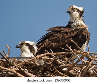 Osprey In Nest