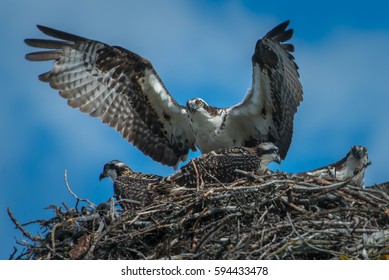 Osprey Nest In Banff.