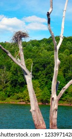 Osprey Nest, Burnsville Lake, Braxton County, West Virginia, USA