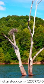 Osprey Nest, Burnsville Lake, Braxton County, West Virginia, USA