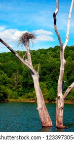 Osprey Nest, Burnsville Lake, Braxton County, West Virginia, USA