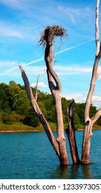 Osprey Nest, Burnsville Lake, Braxton County, West Virginia, USA