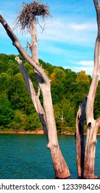 Osprey Nest, Burnsville Lake, Braxton County, West Virginia, USA