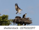 Osprey nest   J.N. "Ding" Darling National Wildlife Refuge USA