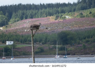 Osprey Nest At Llyn Brenig, North Wales