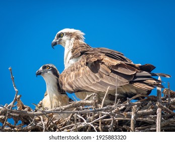 Osprey nesting in nest with blue sky