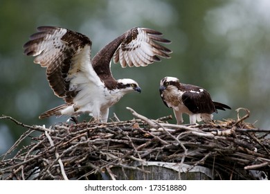 Osprey Pair At Nest