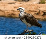 Osprey (Pandion haliaetus) in Australia