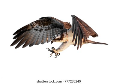 Osprey (Pandion haliaetus) in flight isolated on a white background