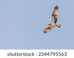 Osprey (Pandion haliaetus) flying, Angus, Scotland