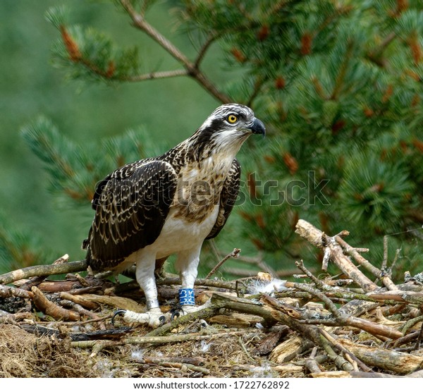 628 Osprey Scotland Images, Stock Photos & Vectors | Shutterstock