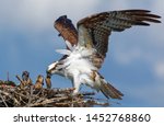 Osprey parent feeds a freshly-caught fish to 3 chicks in the nest on Lake Coeur d