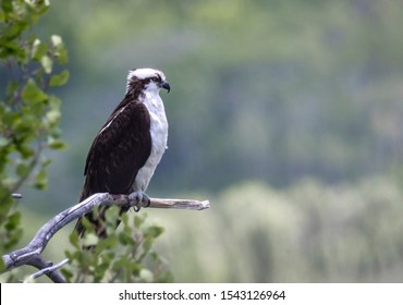 An osprey perched on a tree branch above a Wyoming creek.