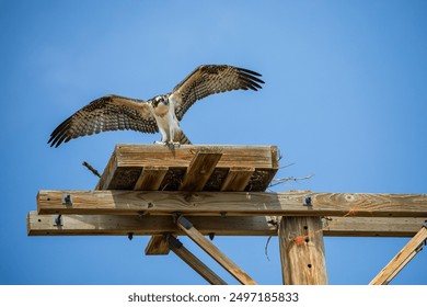 Osprey in posturing position in a manufactured bird box.  Colorado osprey on a phone pole with rough wooden frame against blue sky.  Predator bird in nature with blue sky. - Powered by Shutterstock