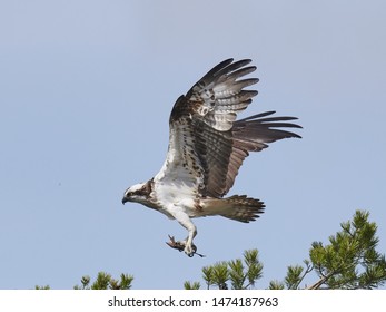 Osprey With Prey In Talons