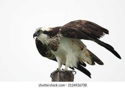 Osprey Ready To Takeoff At Bhigwan Bird Sanctuary, Maharashtra