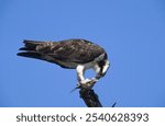 Osprey or Sea Hawk (Pandion haliaetus), Sanibel Island, Florida, USA, North America