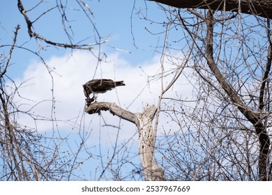 An osprey or sea hawk (Pandion haliaetus) eating fish while perched on a branch against the blue sky - Powered by Shutterstock