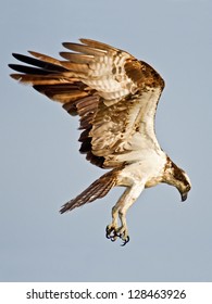 Osprey Searching For Fish