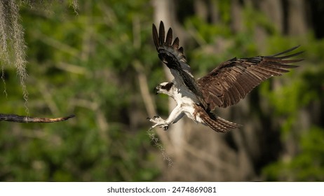 Osprey setting up the landing with Spanish Moss on one talon... - Powered by Shutterstock