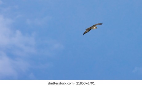 Osprey Side Profile Flying With Blue Skies And Subtle Clouds On Frame Left