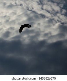 Osprey Silhouette, Indian Rocks Beach, Florida