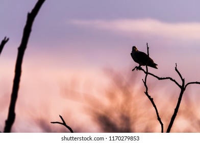 An Osprey Silhouette In The Sunset.