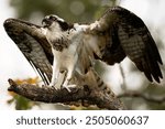 Osprey sits perched atop a branch at Claire D. McIntosh Wildlife Refuge in Warren, Rhode Island Saturday, August 17, 2024.  
