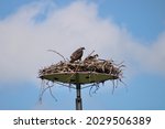 An osprey sitting on it