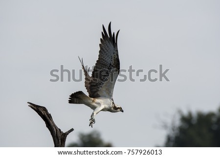 Osprey sitting on a tree on the backwaters of Bhadra during a boat safari