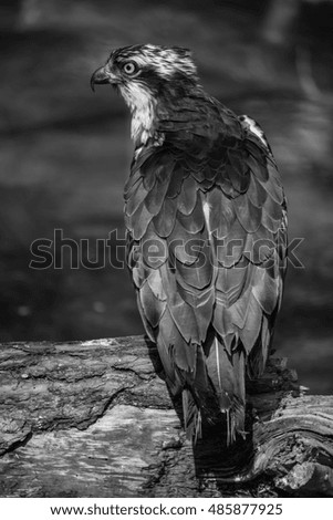 Similar – Image, Stock Photo the crow Beautiful Zoo