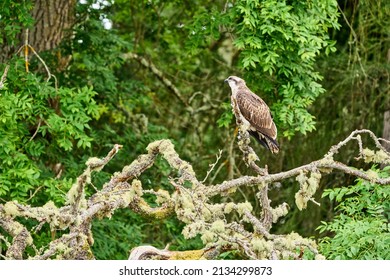 An Osprey Sitting Perched On A Tree In Scotland