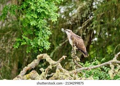 An Osprey Sitting Perched On A Tree In Scotland