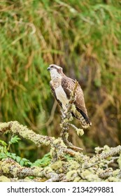 An Osprey Sitting Perched On A Tree In Scotland