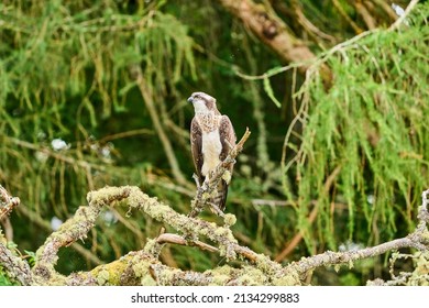 An Osprey Sitting Perched On A Tree In Scotland