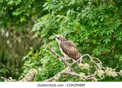 An Osprey Sitting Perched On A Tree In Scotland