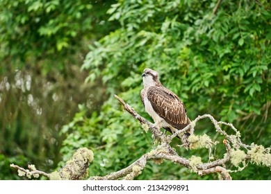 An Osprey Sitting Perched On A Tree In Scotland