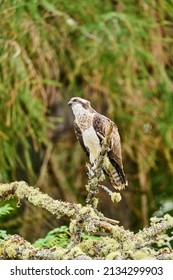 An Osprey Sitting Perched On A Tree In Scotland