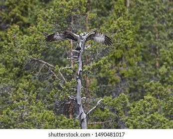 Osprey Sitting In A Tree