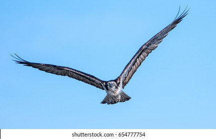 Osprey soaring.