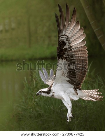 An osprey soaring above a lake while searching for prey, with focused eyes and powerful wings in motion. The scene captures the raptor’s alert behavior, graceful flight, and hunting intent as it scans