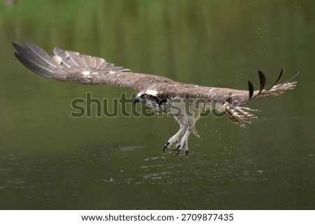 An osprey soaring above a lake while searching for prey, with focused eyes and powerful wings in motion. The scene captures the raptor’s alert behavior, graceful flight, and hunting intent as it scans