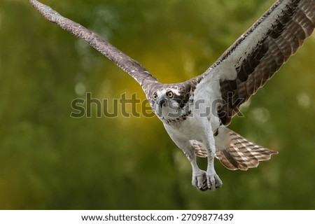 An osprey soaring above a lake while searching for prey, with focused eyes and powerful wings in motion. The scene captures the raptor’s alert behavior, graceful flight, and hunting intent as it scans