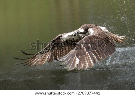 An osprey soaring above a lake while searching for prey, with focused eyes and powerful wings in motion. The scene captures the raptor’s alert behavior, graceful flight, and hunting intent as it scans