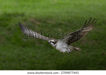 An osprey soaring above a lake while searching for prey, with focused eyes and powerful wings in motion. The scene captures the raptor’s alert behavior, graceful flight, and hunting intent as it scans
