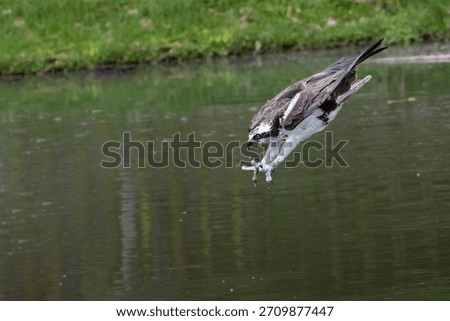 An osprey soaring above a lake while searching for prey, with focused eyes and powerful wings in motion. The scene captures the raptor’s alert behavior, graceful flight, and hunting intent as it scans