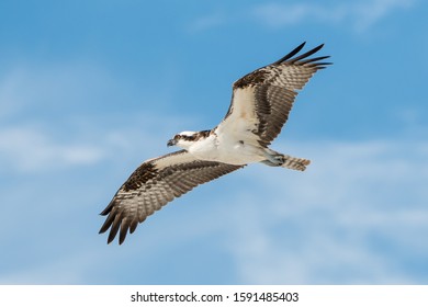 Osprey soaring across sunny beach