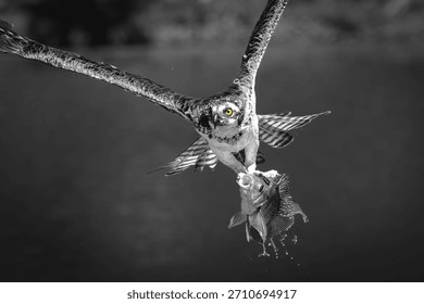 Osprey soaring through the air while carrying a freshly caught fish in its talons black and white